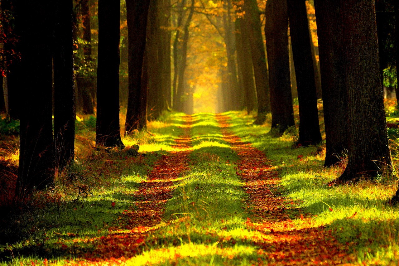 Balade méditative en forêt d’automne, transition vers un nouveau cycle
